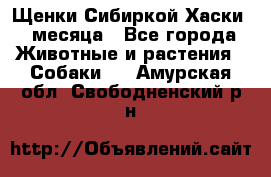 Щенки Сибиркой Хаски 2 месяца - Все города Животные и растения » Собаки   . Амурская обл.,Свободненский р-н